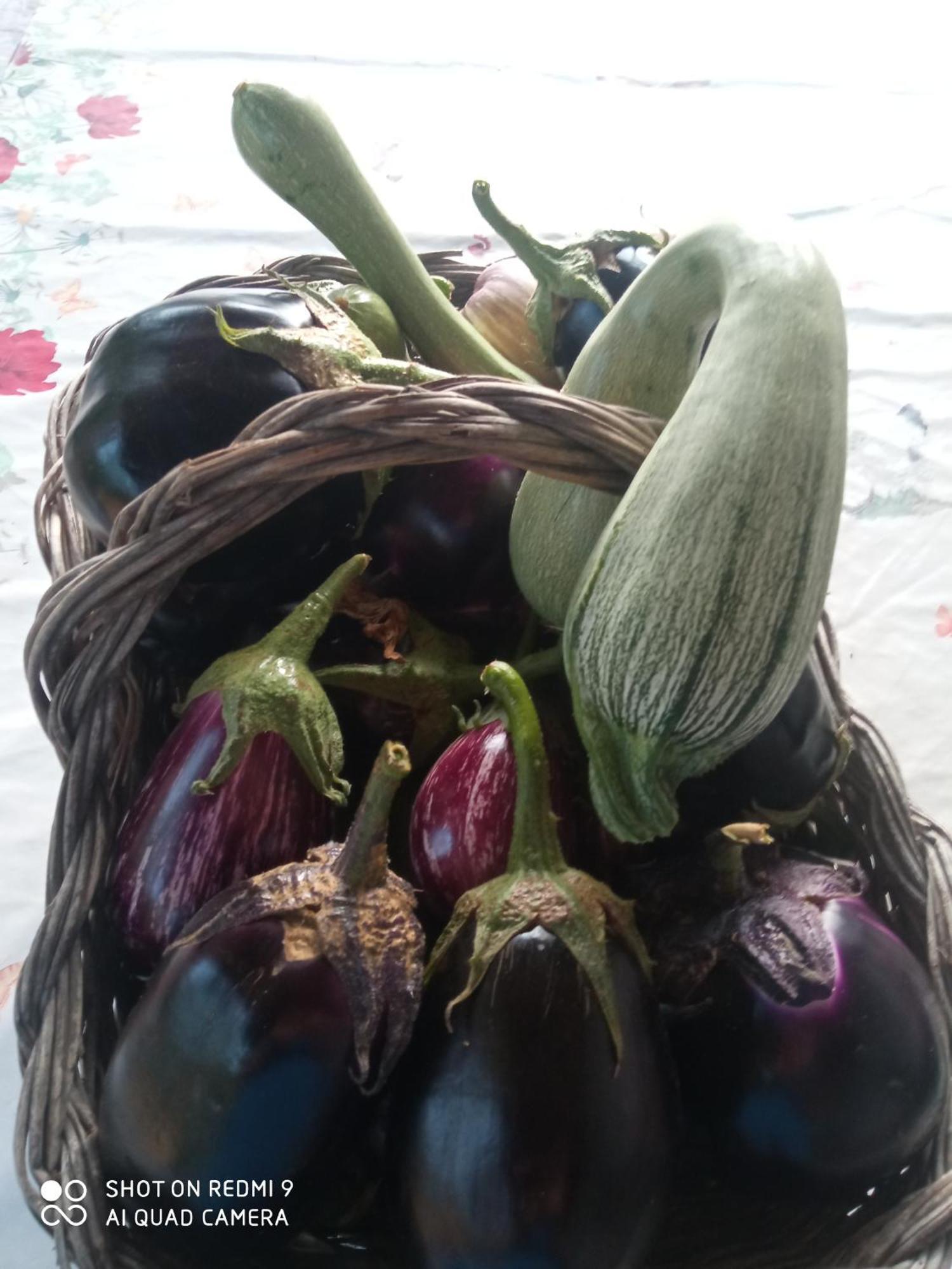 Agri Bertorella *